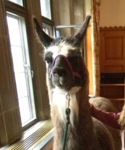 Llama_04_30